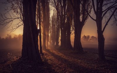 ¿Cómo te puedo ayudar?